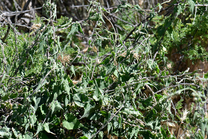 Texas Milkvine is twining vine from a woody base with milky sap. The leaves are green triangular-ovate and sagittate-cordate at the base. Matelea producta